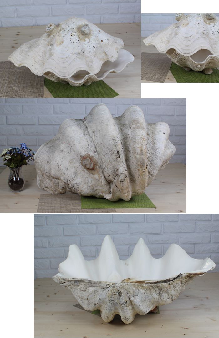 천연조개접시 대 조개접시 접시 요리접시 조리접시 그릇접시 접시그릇 주방접시 샐러드접시 다용도접시 원형접시 예쁜접시