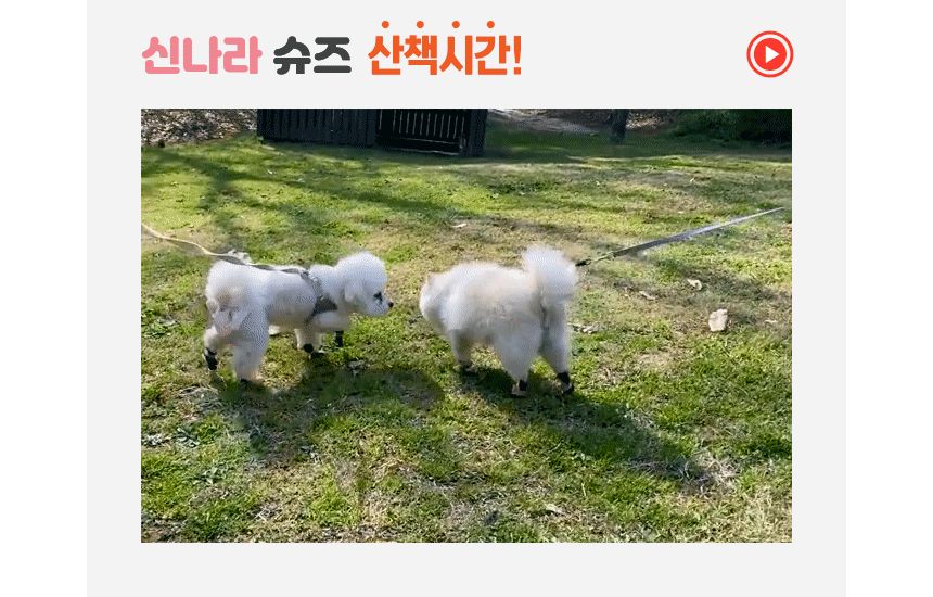 신나라 슈즈 80매 - 대형