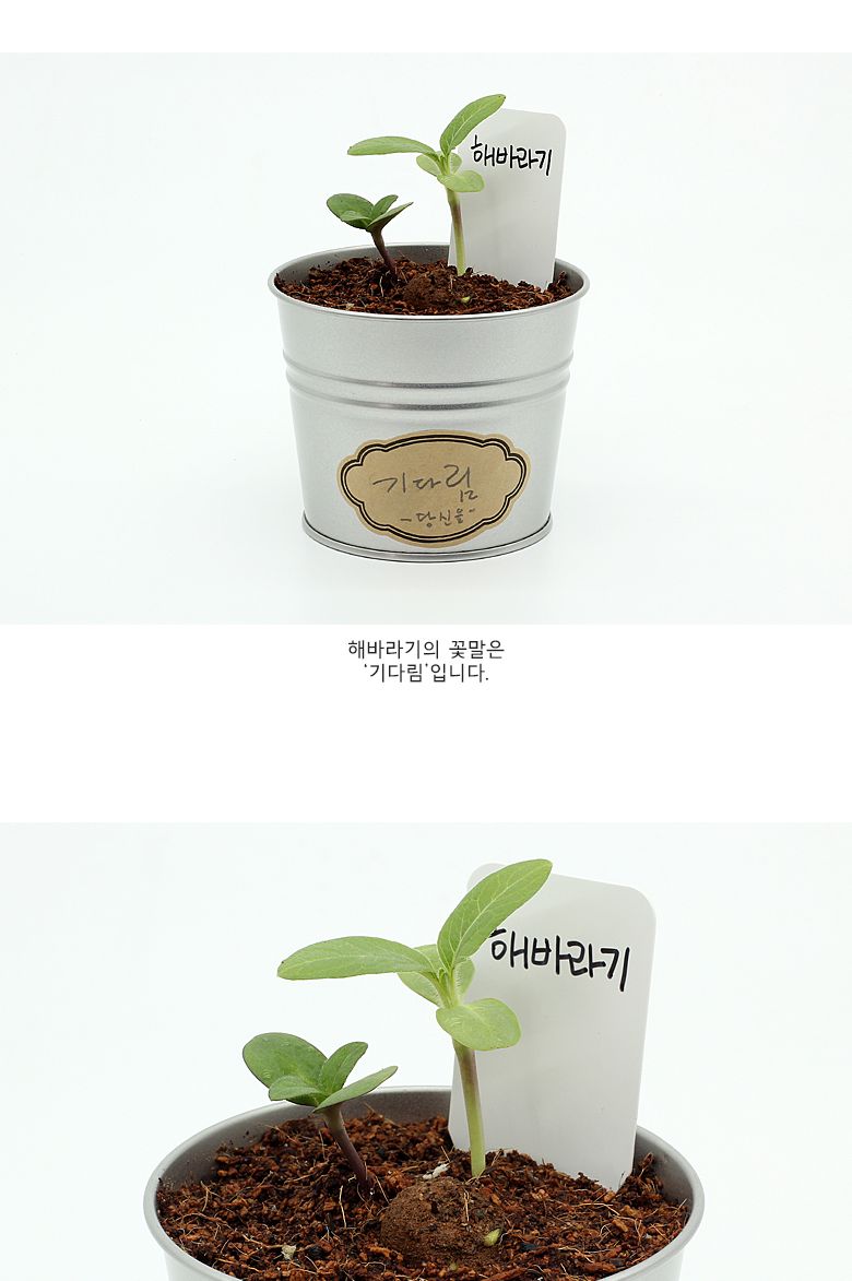 그로우캔 미니해바라기/엄마표미술/홈스쿨링/만들기/집콕만들기/아동미술만들기/DIY키트/미술놀이/놀이키트