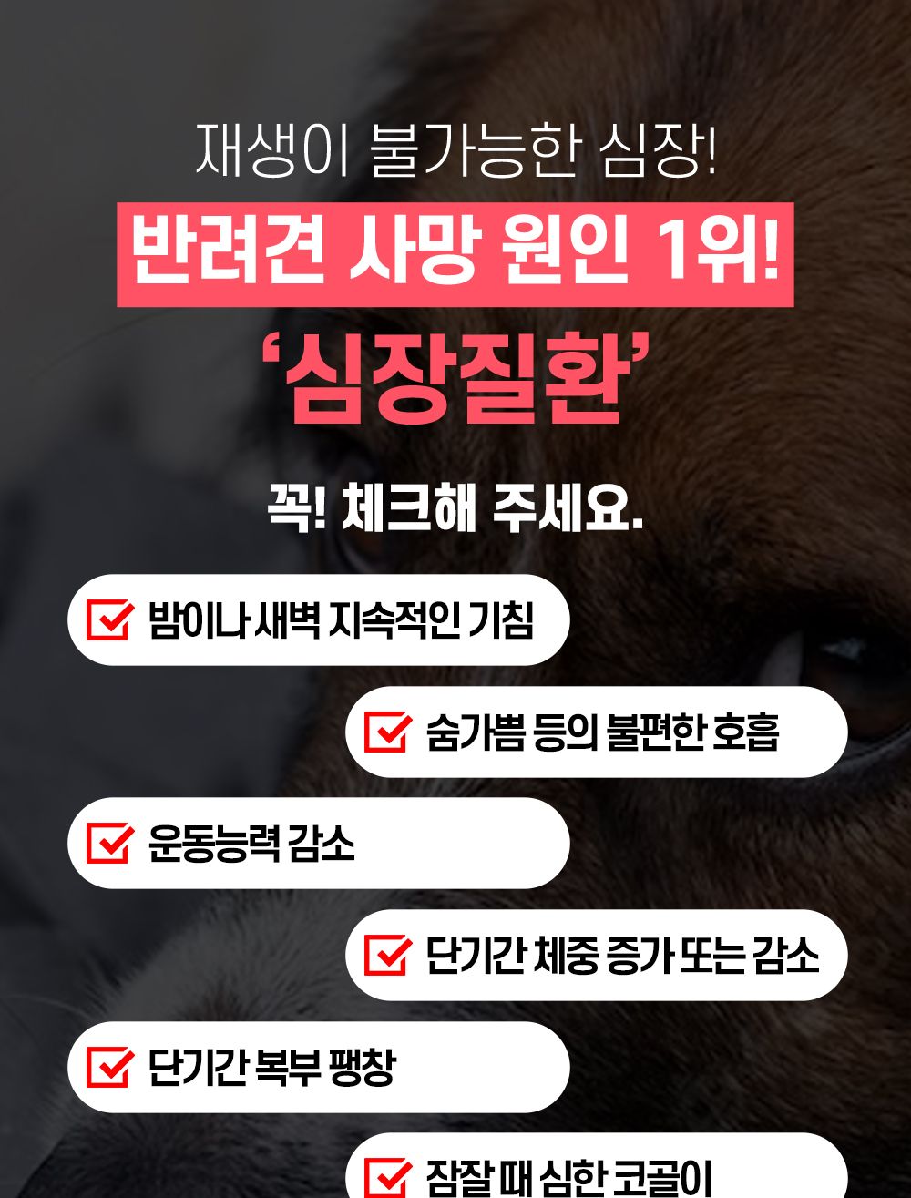 한국바이오펫 하트케어 강아지 고양이 심장면역영양제/심장영양제/면역영양제/아지영양제/반려견영양제/강