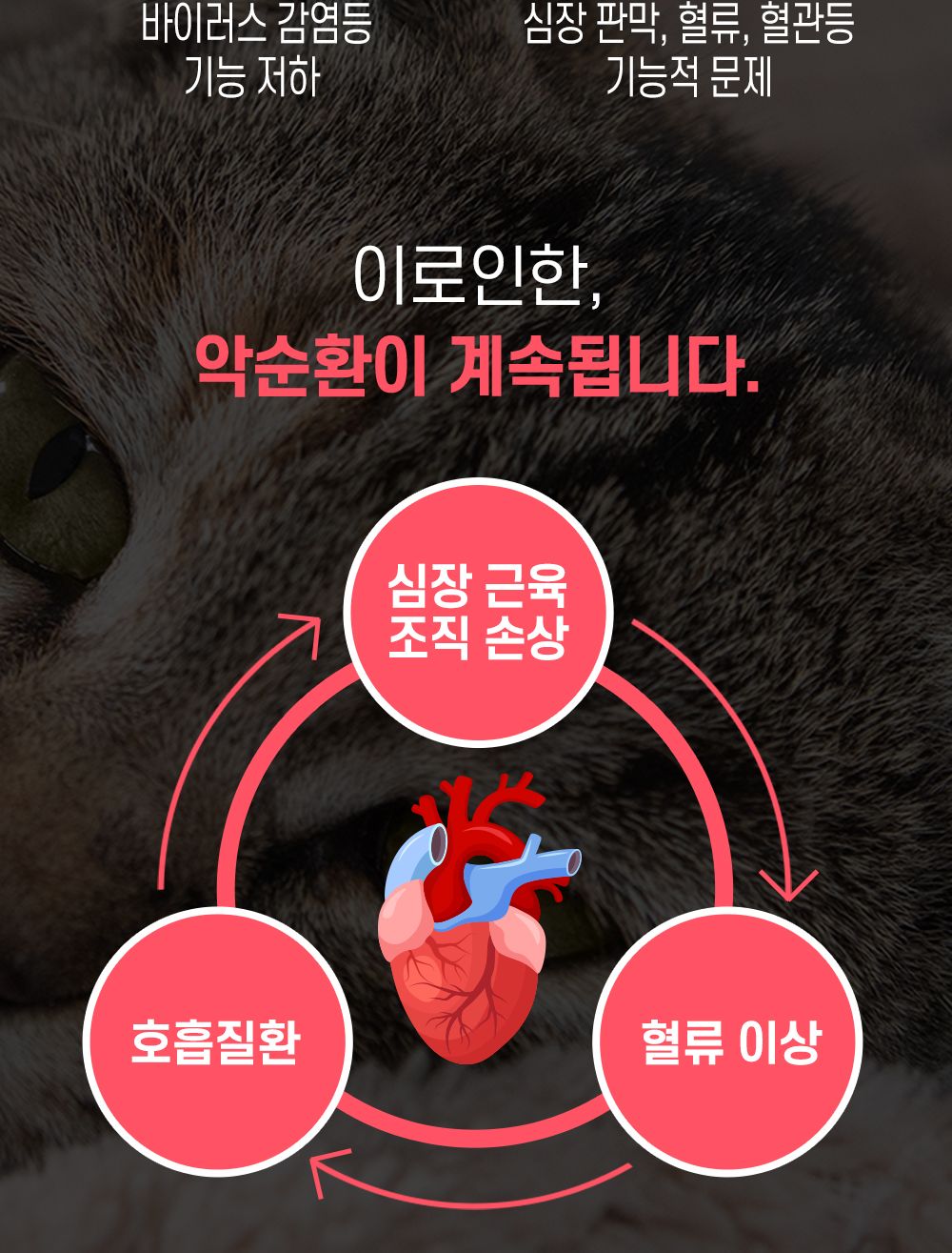 한국바이오펫 하트케어 강아지 고양이 심장면역영양제/심장영양제/면역영양제/아지영양제/반려견영양제/강