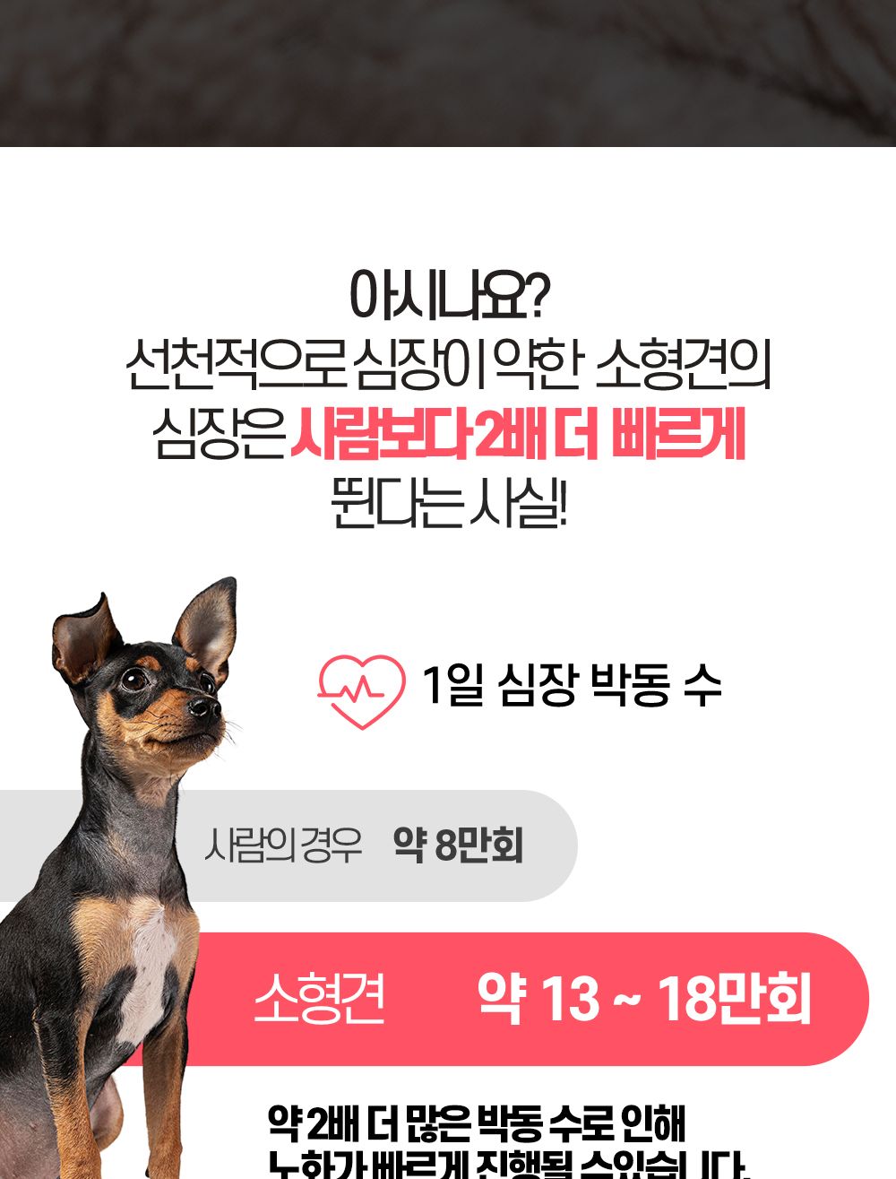 한국바이오펫 하트케어 강아지 고양이 심장면역영양제/심장영양제/면역영양제/아지영양제/반려견영양제/강