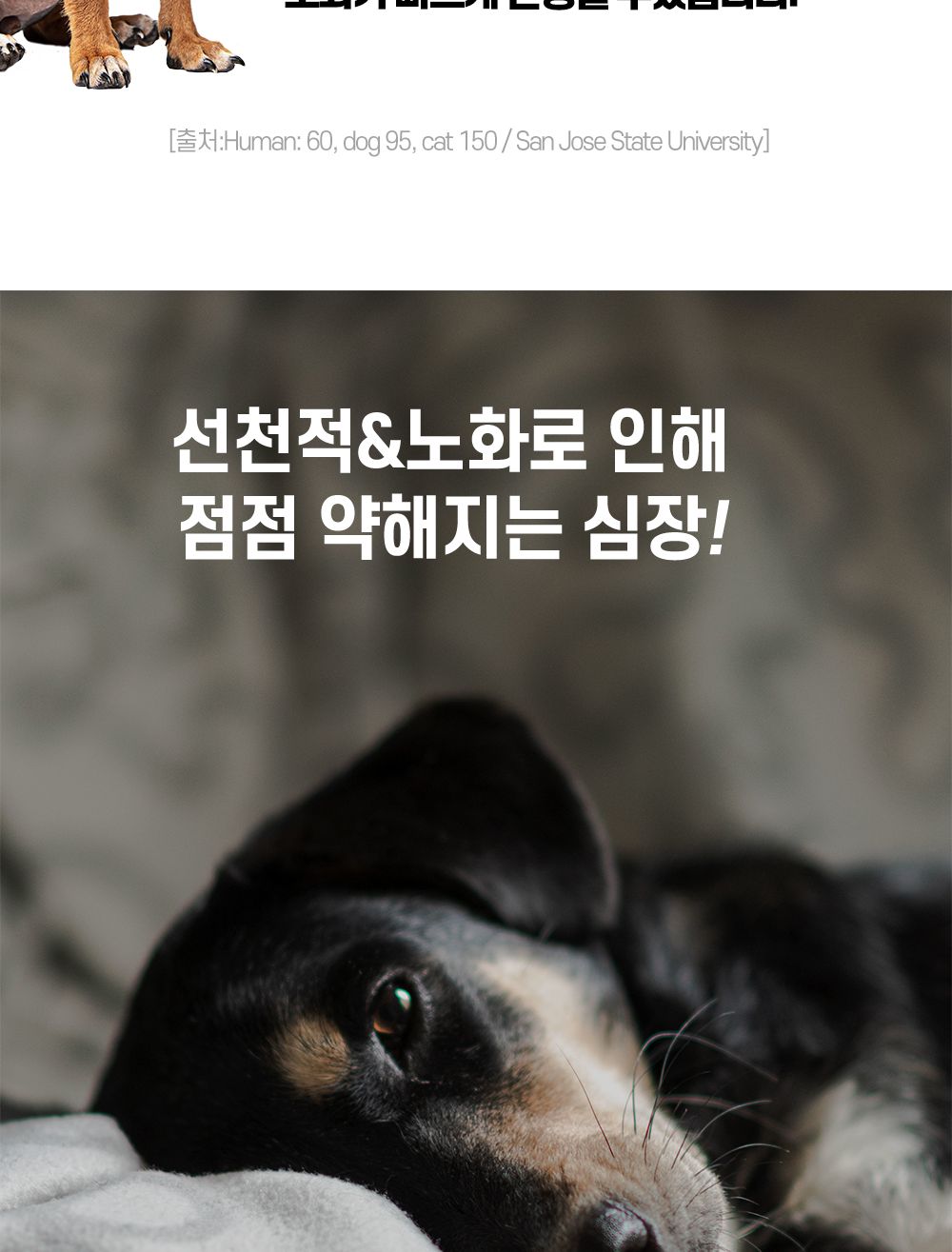 한국바이오펫 하트케어 강아지 고양이 심장면역영양제/심장영양제/면역영양제/아지영양제/반려견영양제/강
