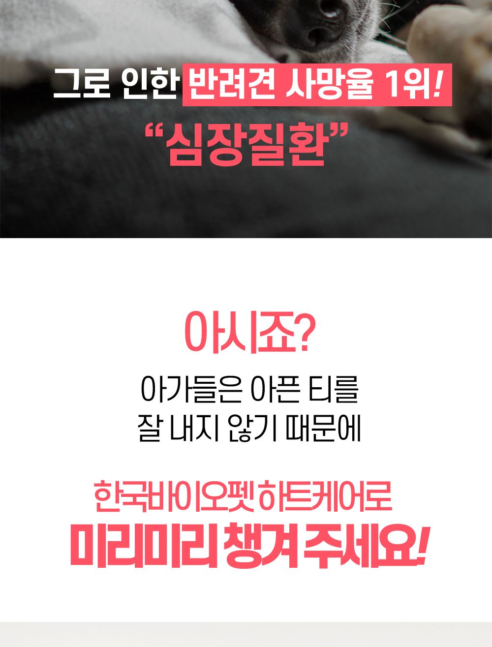 한국바이오펫 하트케어 강아지 고양이 심장면역영양제/심장영양제/면역영양제/아지영양제/반려견영양제/강