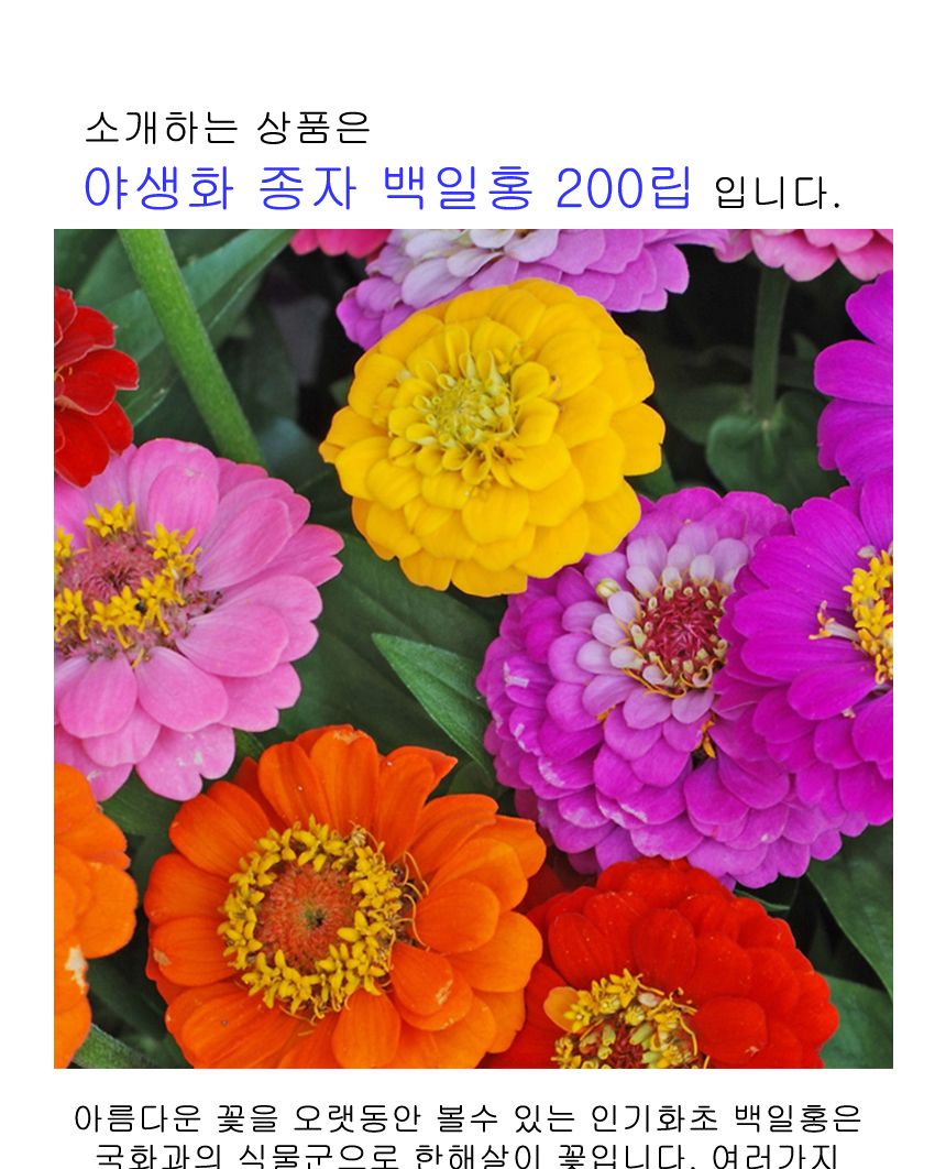 씨앗팜 정원 여름 야생화 꽃씨 종자 백일홍 200립/씨/씨앗/꽃씨/꽃씨앗/야생화씨/야생화씨앗/정원가꾸기/정