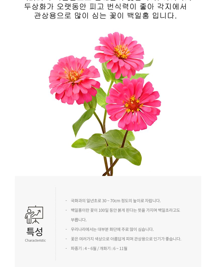 씨앗팜 정원 여름 야생화 꽃씨 종자 백일홍 200립/씨/씨앗/꽃씨/꽃씨앗/야생화씨/야생화씨앗/정원가꾸기/정