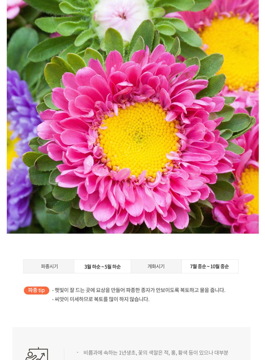 정원 꽃씨앗 야생화 꽃씨 종자 과꽃 씨앗판매 1000립/씨/씨앗/꽃씨/꽃씨앗/야생화씨/야생화씨앗/정원가꾸기