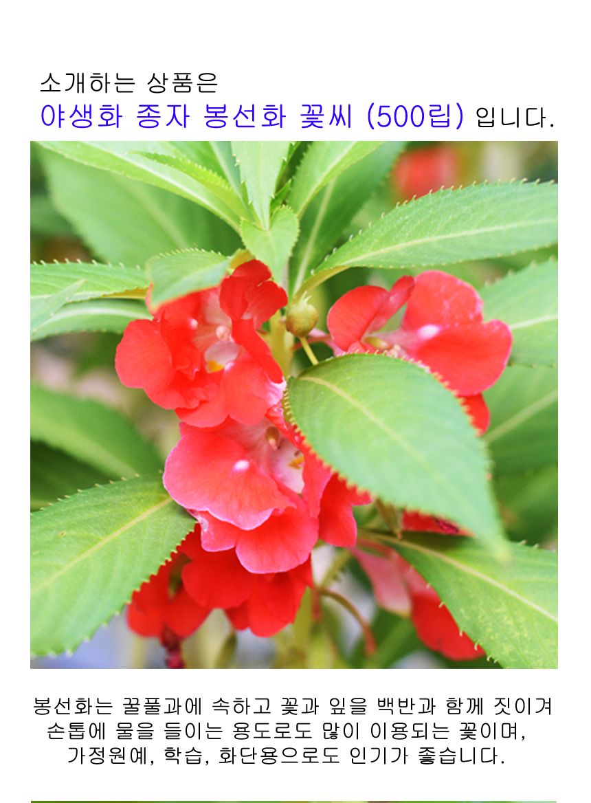씨앗팜 정원 야생화 꽃씨 종자 봉선화 씨앗판매 500립/씨/씨앗/꽃씨/꽃씨앗/야생화씨/야생화씨앗/정원가꾸