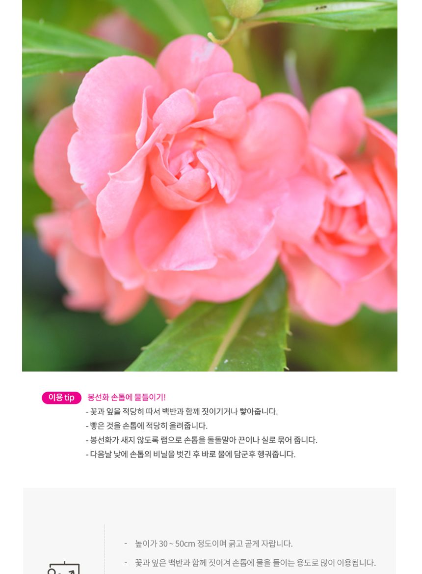 씨앗팜 정원 야생화 꽃씨 종자 봉선화 씨앗판매 500립/씨/씨앗/꽃씨/꽃씨앗/야생화씨/야생화씨앗/정원가꾸