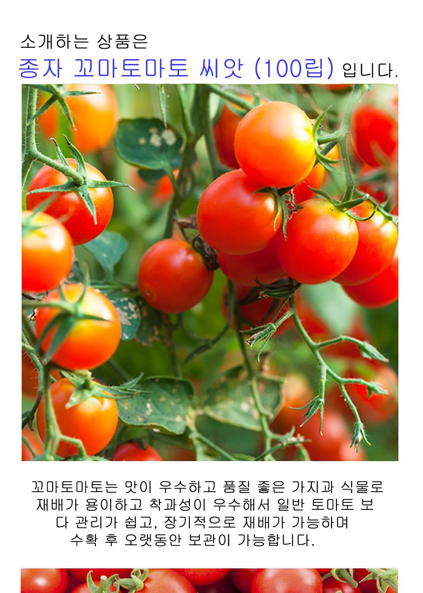 과일 방울 토마토 도마토 키우기 씨 씨앗 종자 100립/방울토마토씨/방울토마토씨앗/과일종자/과일씨앗/과일