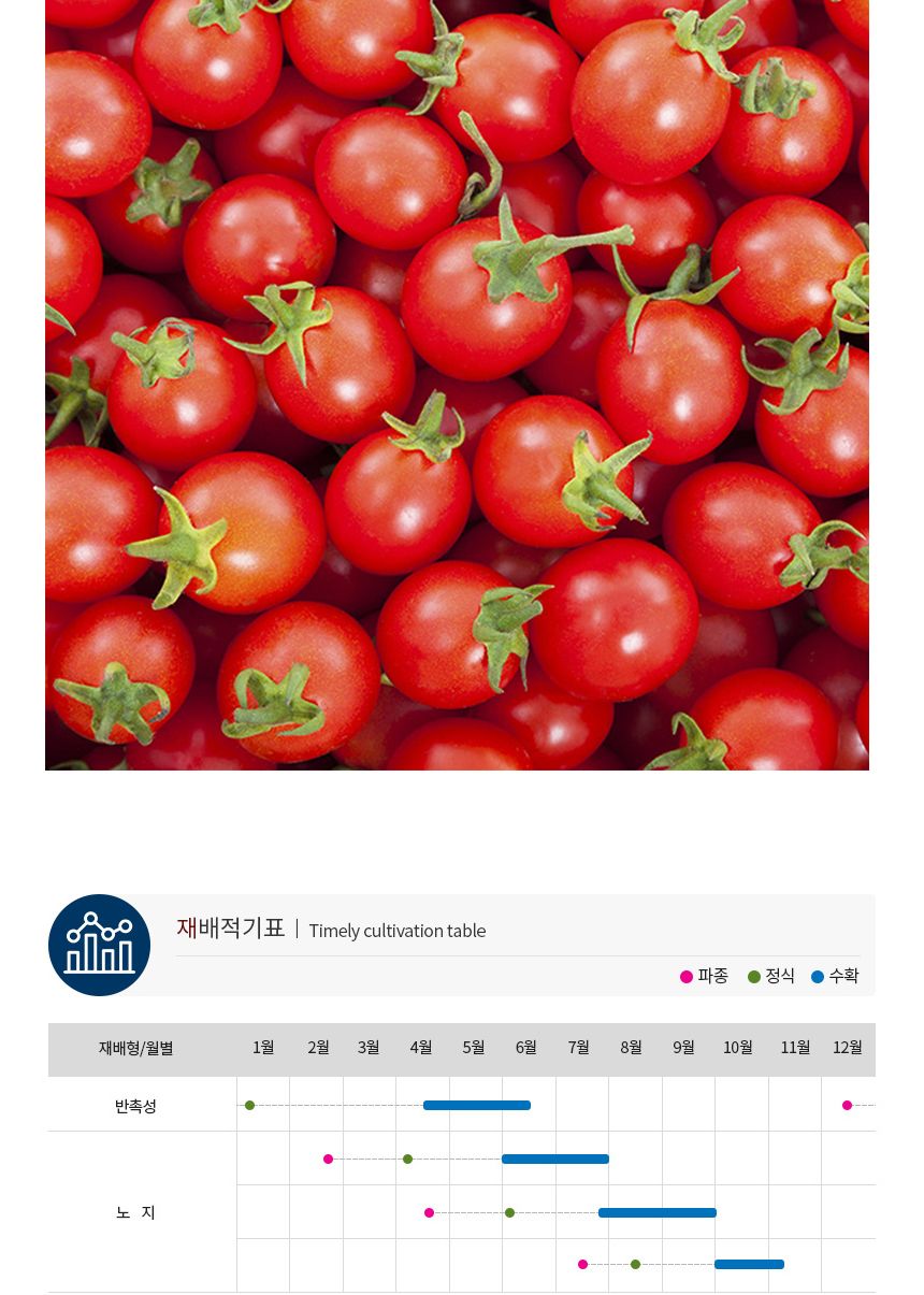 과일 방울 토마토 도마토 키우기 씨 씨앗 종자 100립/방울토마토씨/방울토마토씨앗/과일종자/과일씨앗/과일