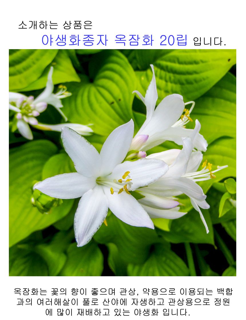 꽃씨앗 야생화 꽃씨 종자 옥잠화 판매 키우기 20립/씨/씨앗/꽃씨/꽃씨앗/야생화씨/야생화씨앗/정원가꾸기/