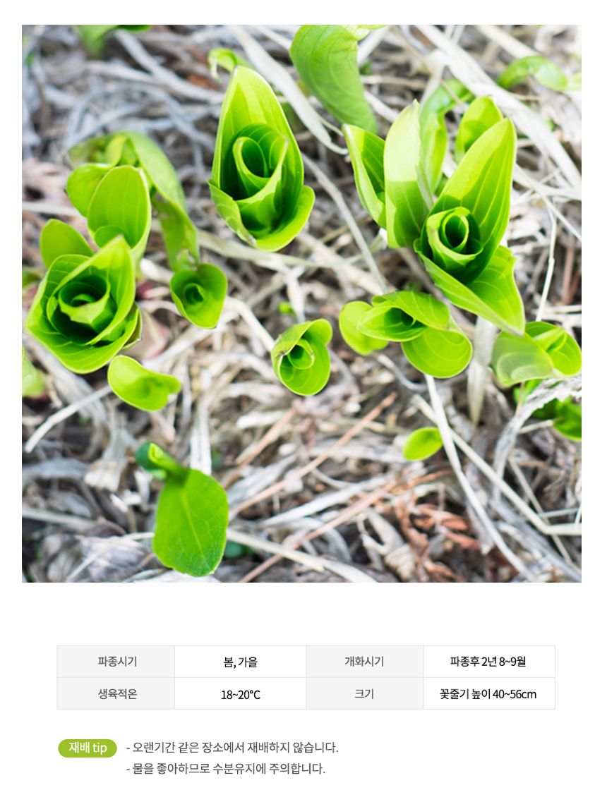 꽃씨앗 야생화 꽃씨 종자 옥잠화 판매 키우기 20립/씨/씨앗/꽃씨/꽃씨앗/야생화씨/야생화씨앗/정원가꾸기/