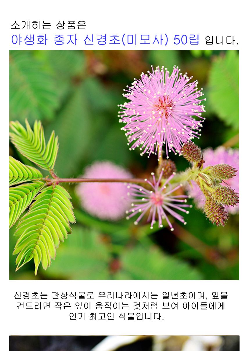 꽃씨앗 야생화 꽃씨 종자 신경초 미모사 키우기 50립/씨/씨앗/꽃씨/꽃씨앗/야생화씨/야생화씨앗/정원가꾸기