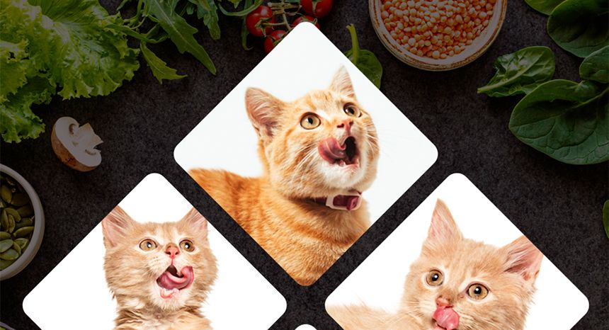 고양이 대용량 츄르 간식 연어조개관잘살15g(30P)/츄르/츄르/츄르간식/고양이영양식/캣영양간식/짜먹는간식