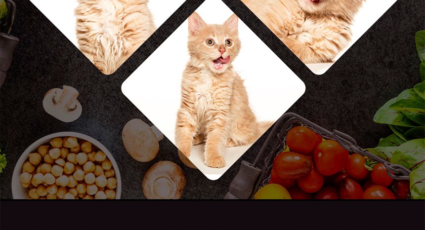 고양이 대용량 츄르 간식 연어조개관잘살15g(30P)/츄르/츄르/츄르간식/고양이영양식/캣영양간식/짜먹는간식