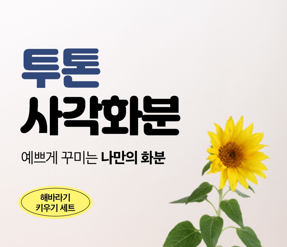 투톤 사각 화분 해바라기/해바라기키우기/식물키우기/사각화분/화분해바라기/해바라기화분/미니화분/해바라