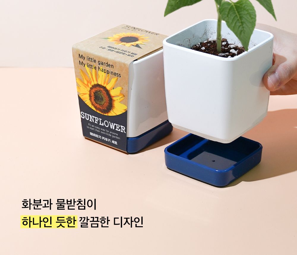 투톤 사각 화분 해바라기/해바라기키우기/식물키우기/사각화분/화분해바라기/해바라기화분/미니화분/해바라