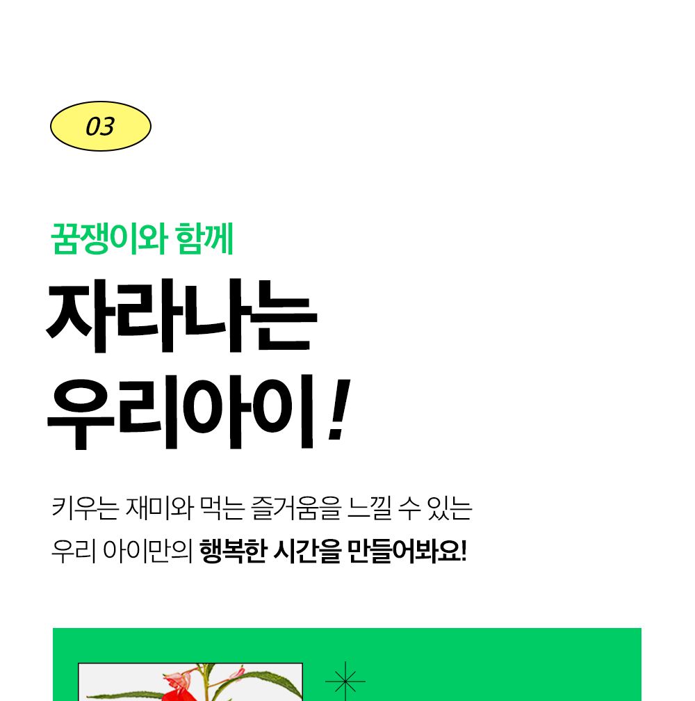 투톤 사각 화분 해바라기/해바라기키우기/식물키우기/사각화분/화분해바라기/해바라기화분/미니화분/해바라