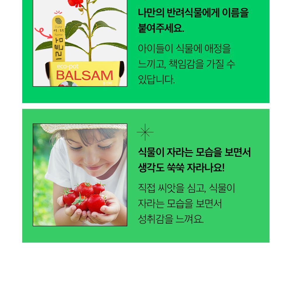 투톤 사각 화분 해바라기/해바라기키우기/식물키우기/사각화분/화분해바라기/해바라기화분/미니화분/해바라