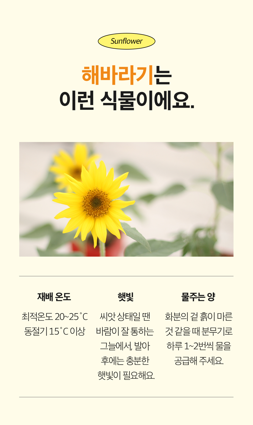 투톤 사각 화분 해바라기/해바라기키우기/식물키우기/사각화분/화분해바라기/해바라기화분/미니화분/해바라