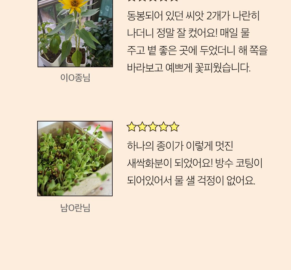 투톤 사각 화분 해바라기/해바라기키우기/식물키우기/사각화분/화분해바라기/해바라기화분/미니화분/해바라