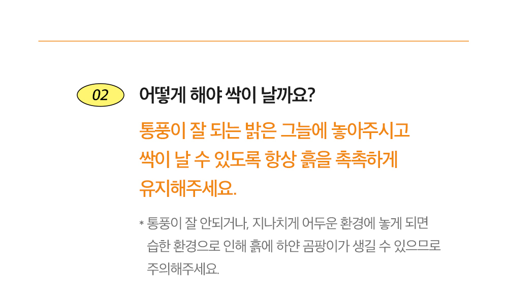 투톤 사각 화분 해바라기/해바라기키우기/식물키우기/사각화분/화분해바라기/해바라기화분/미니화분/해바라