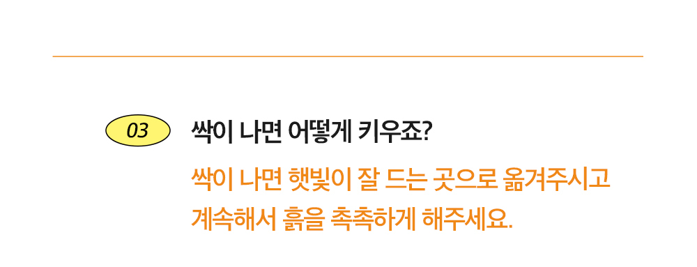 투톤 사각 화분 해바라기/해바라기키우기/식물키우기/사각화분/화분해바라기/해바라기화분/미니화분/해바라