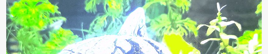 상어 물고기 은신처/어항꾸미기/어항은신처/수조관꾸미기/물고기꾸미기/어항장식/어항수초/어항용품/어항장