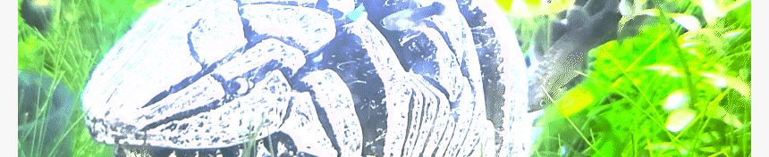 상어 물고기 은신처/어항꾸미기/어항은신처/수조관꾸미기/물고기꾸미기/어항장식/어항수초/어항용품/어항장