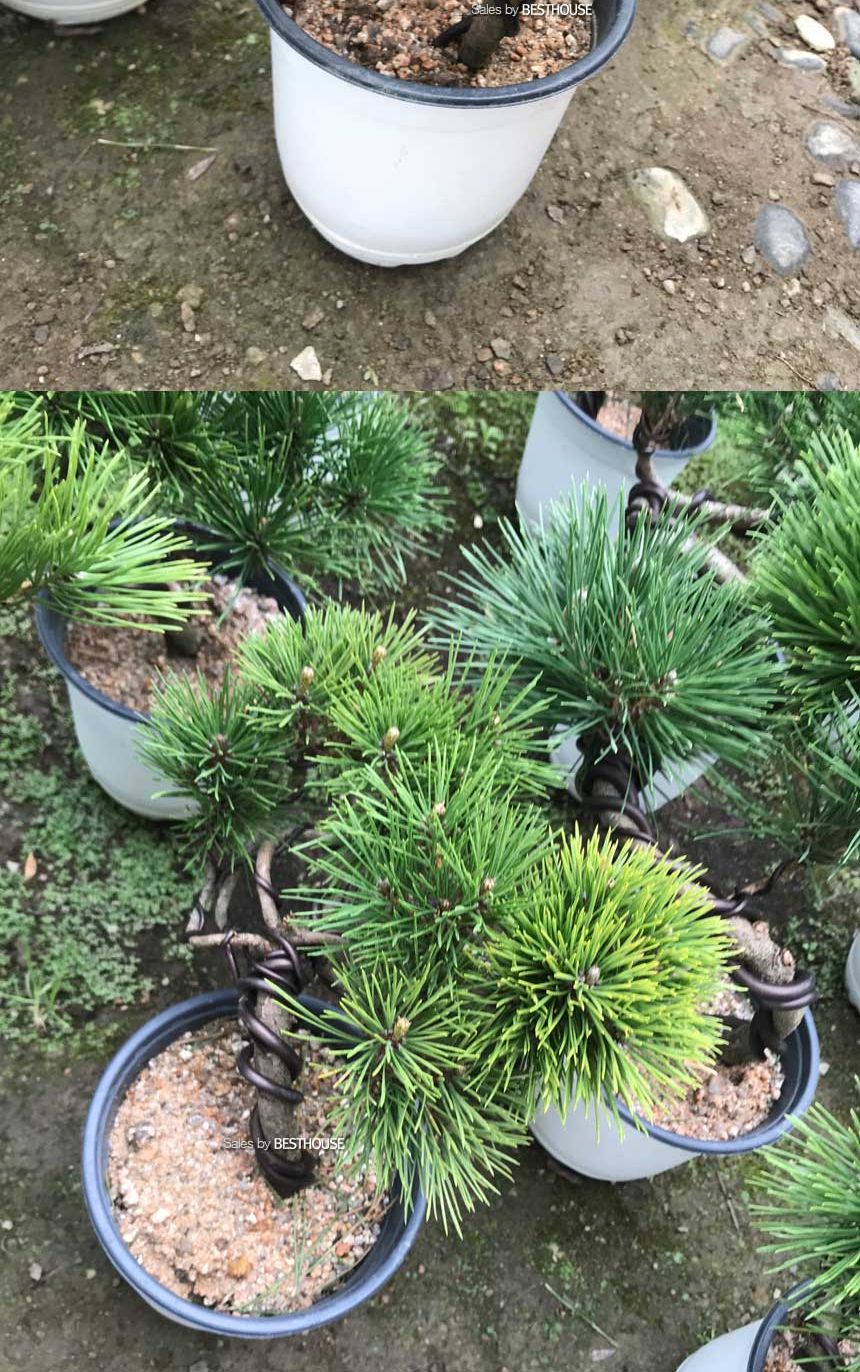 갈색 연질 분재 철사 와이어 5mm 1롤 1Kg/철사/원예철사/분재철사/분재용와이어/원예용와이어/연질철사/분