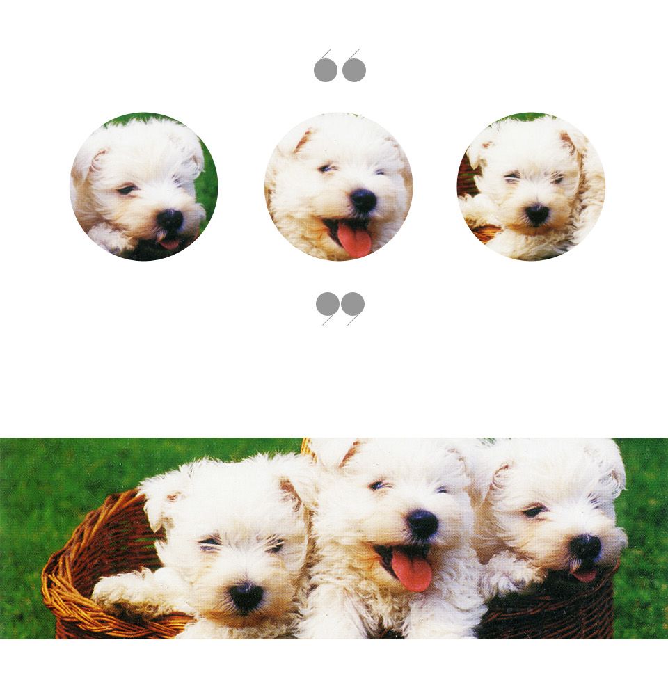 직소퍼즐 - 150피스 강아지 삼형제/동물퍼즐/동물그림퍼즐/그림퍼즐/멋진액자퍼즐/퍼즐/종이퍼즐/액자퍼즐/