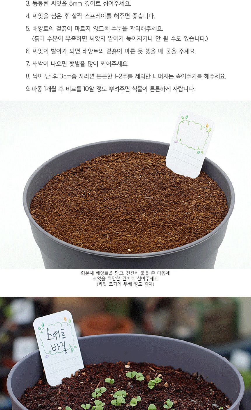 텃밭 화분 DIY 식집사 셰프가든 스위트바질 키우기/식물키우기/식물재배기/DIY키트/홈가드닝/반려식물/실내