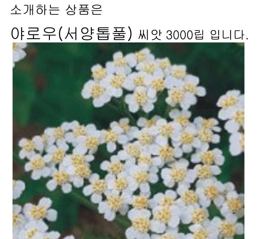 야로우 서양톱풀 씨앗 야생화 꽃씨 종자 품종 3000립/씨/씨앗/야생화씨/야생화씨앗/야생화키우기/꽃씨앗/정