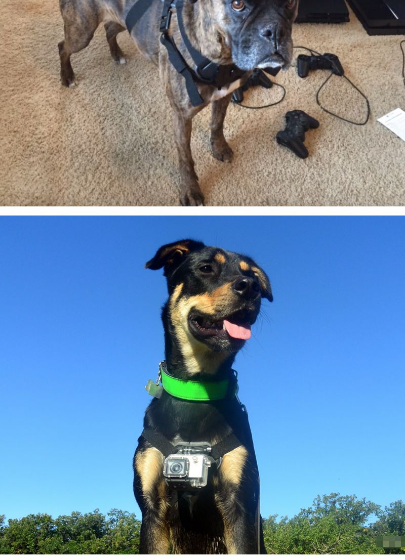 고프로10 호환 강아지 도그 마운트 스트랩 GOPRO10/강아지캠거치대/애견캠거치대/캠애견마운트/액션캠애견