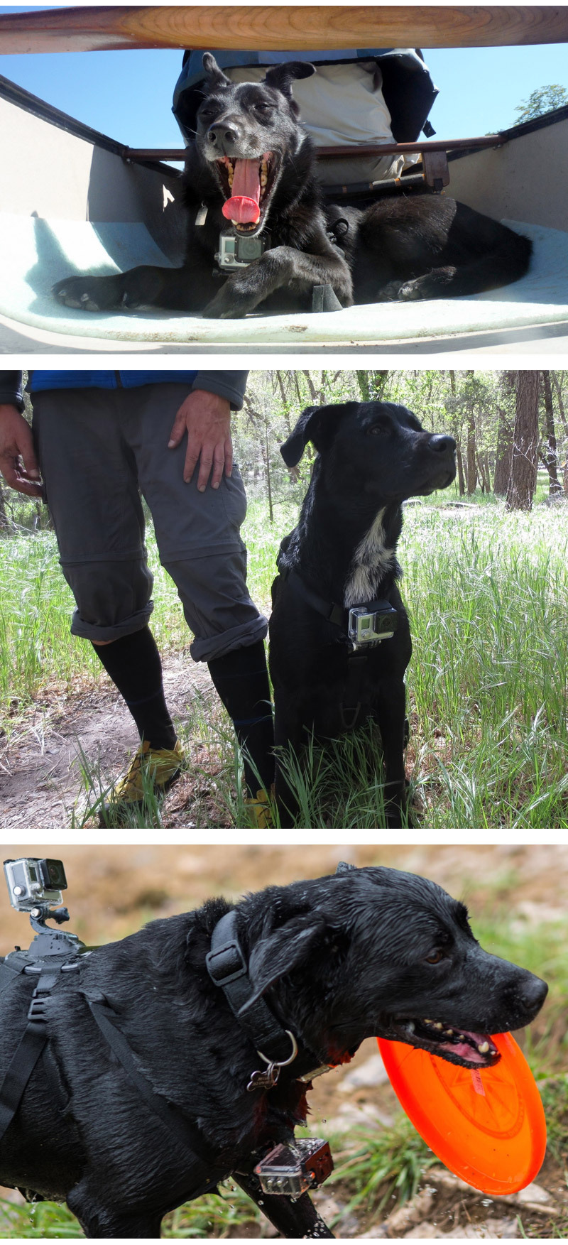 GOPRO10 호환 반려견 애견 도그 바디 스트랩 고프로10/강아지캠거치대/애견캠거치대/캠애견마운트/액션캠애