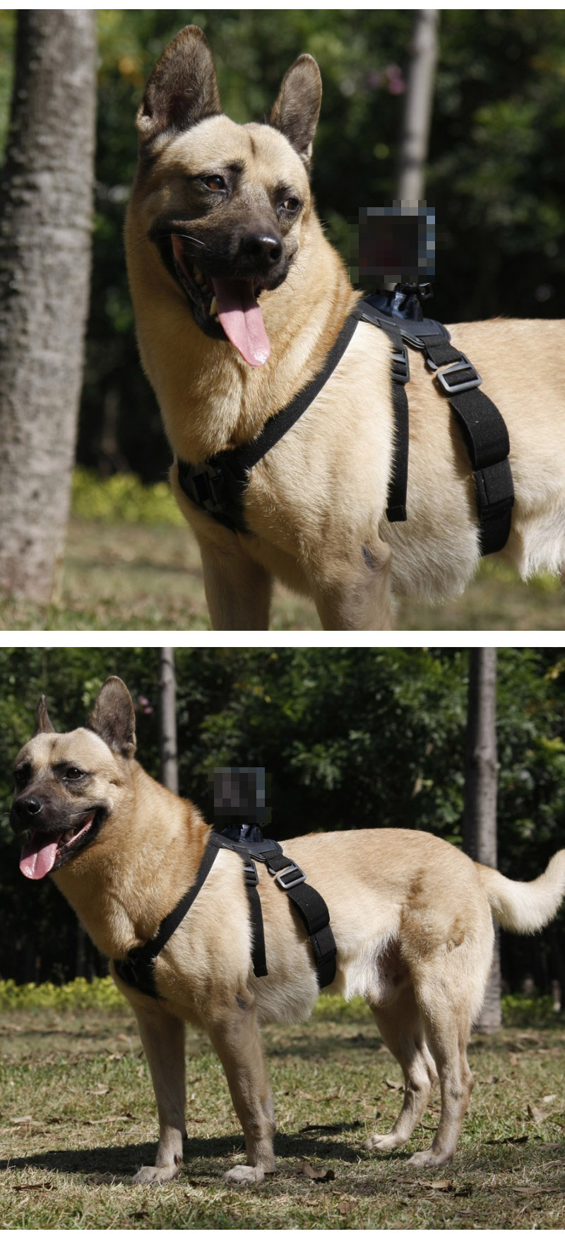 GOPRO10 호환 반려견 애견 도그 바디 스트랩 고프로10/강아지캠거치대/애견캠거치대/캠애견마운트/액션캠애