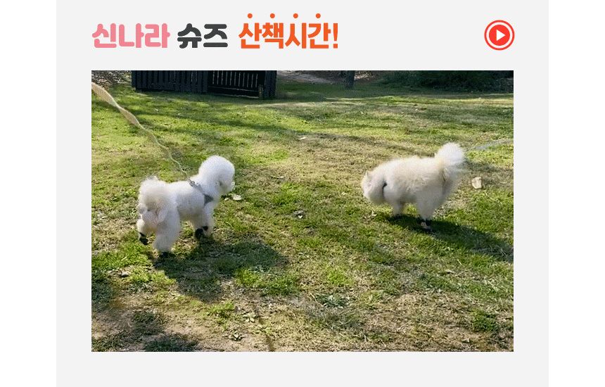 와우 신나라 일회용 강아지 슈즈 소형 80매